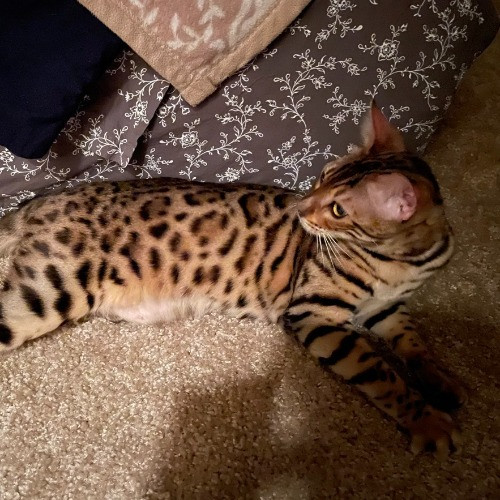 Purrr-Mao