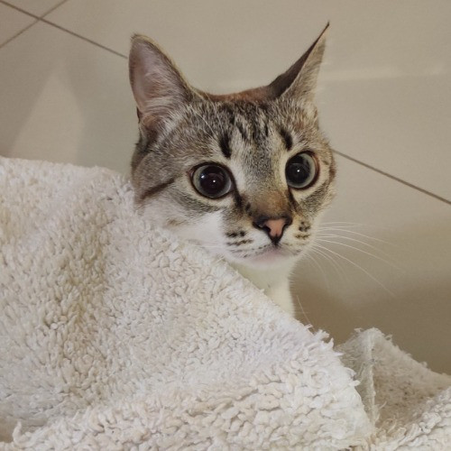 Purrr-Mao