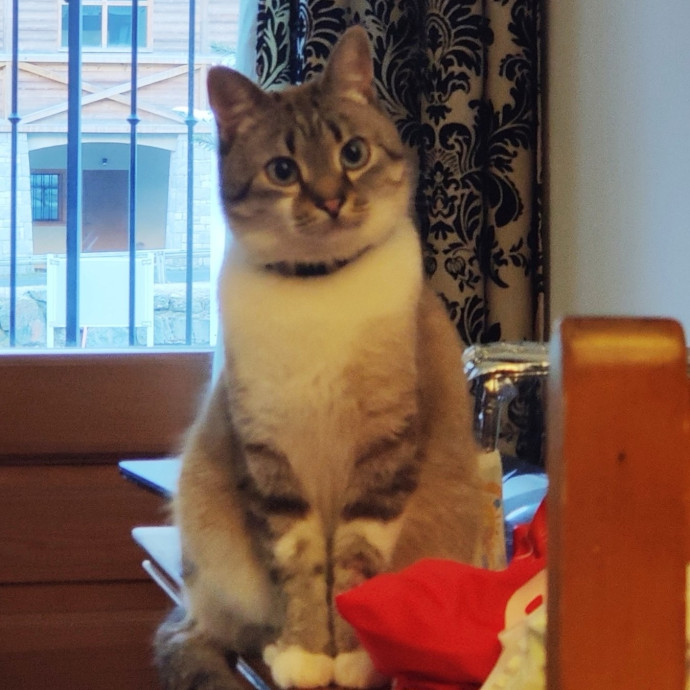 Purrr-Mao