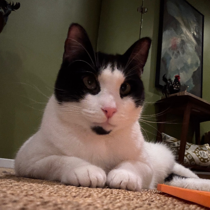 Purrr-Mao