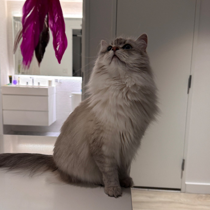 Purrr-Mao photo 3