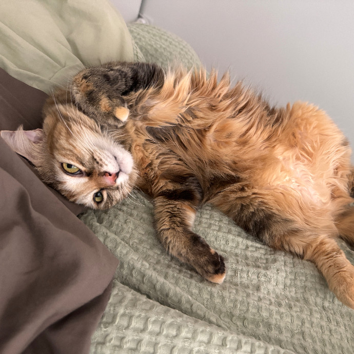 Purrr-Mao photo 2