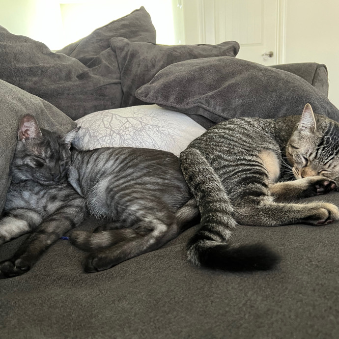 Catnip Crusaders