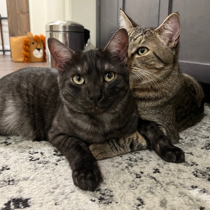 Catnip Crusaders