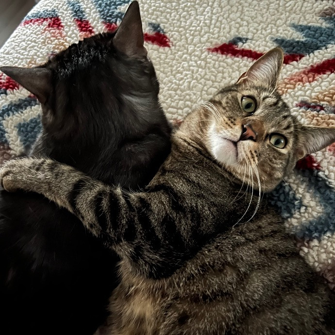 Catnip Crusaders