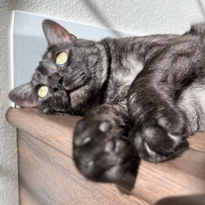 Catnip Crusaders