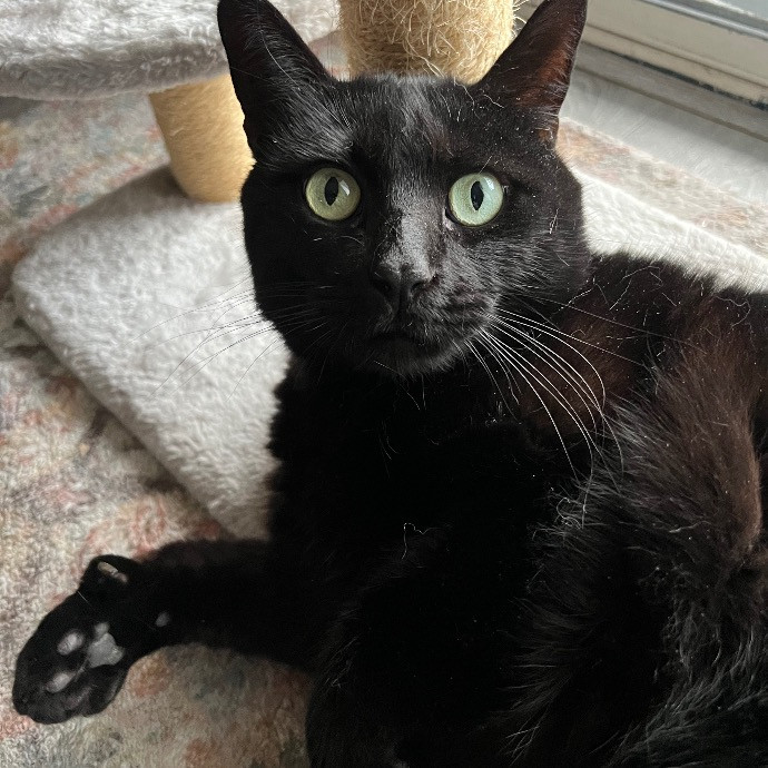 Catnip Crusaders