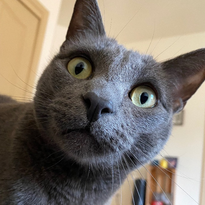 Catnip Crusaders