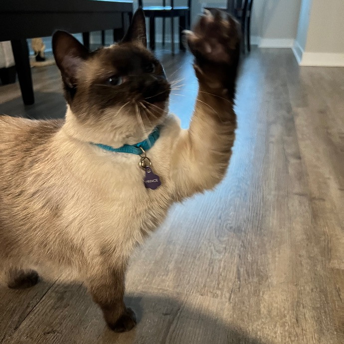 Catnip Crusaders