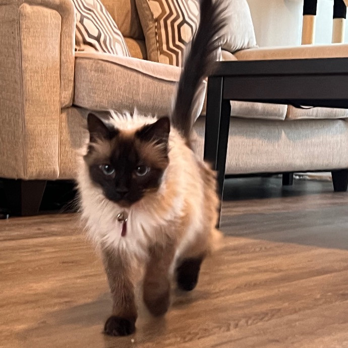Catnip Crusaders