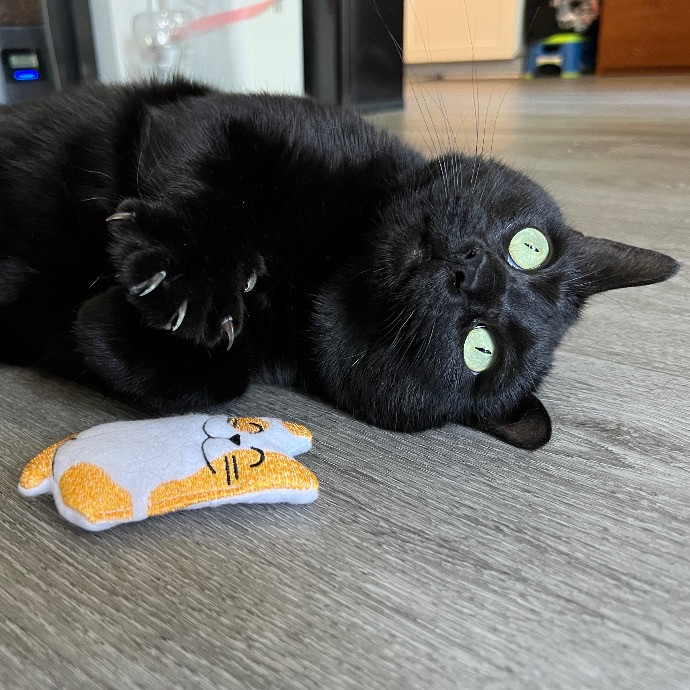 Catnip Crusaders