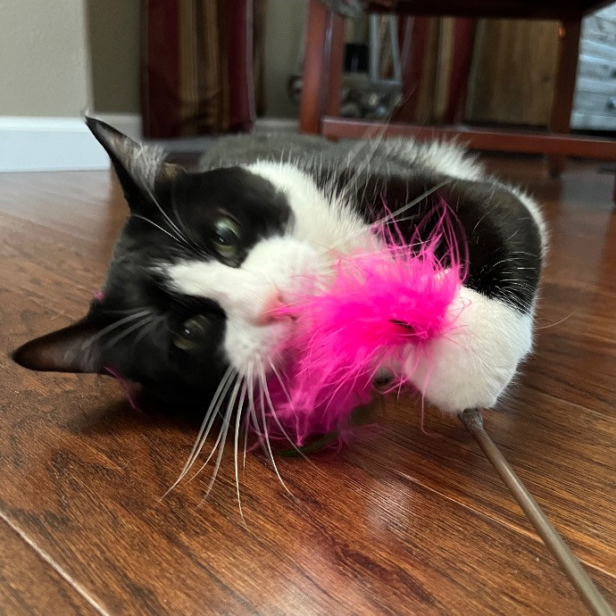 Catnip Crusaders