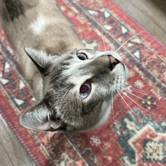 Catnip Crusaders