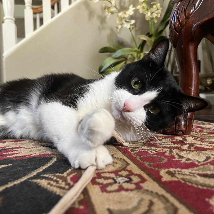 Catnip Crusaders