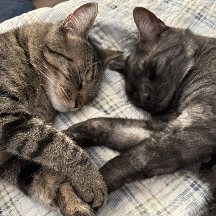 Catnip Crusaders