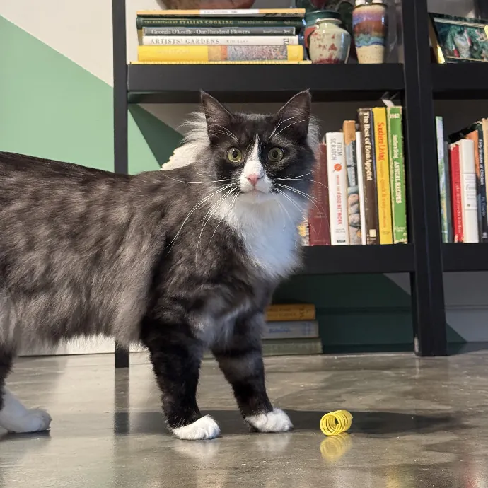 Catnip Crusaders photo 3