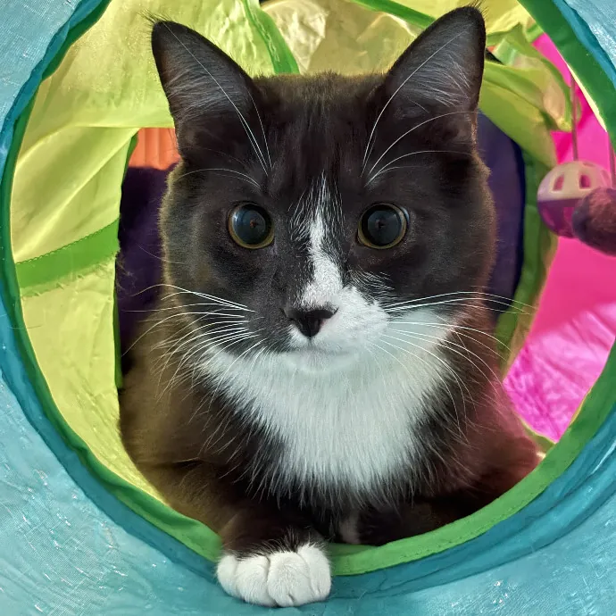 Catnip Crusaders photo 2