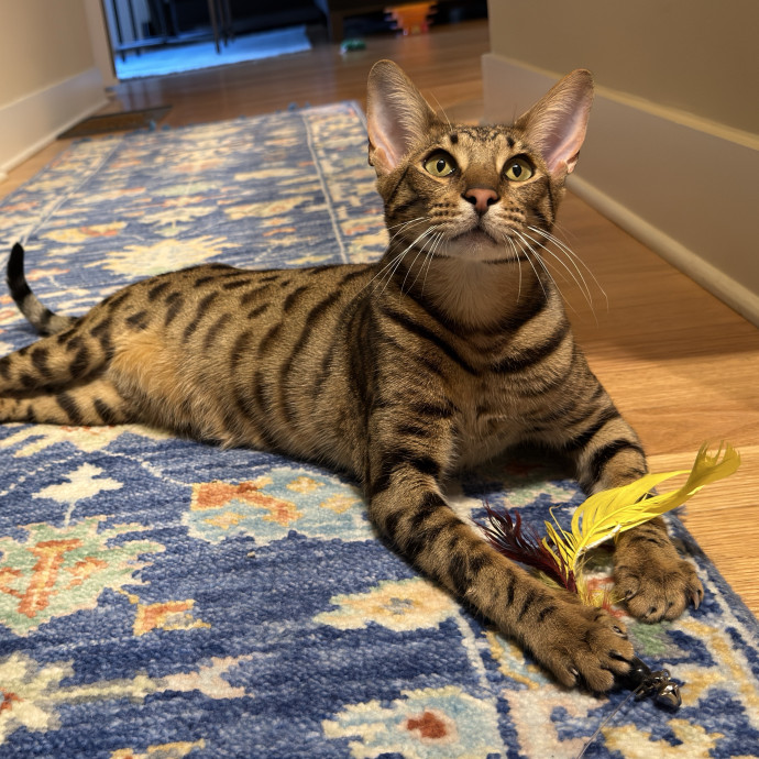 Catnip Crusaders photo 2