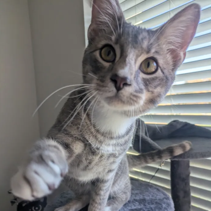 Meowdy