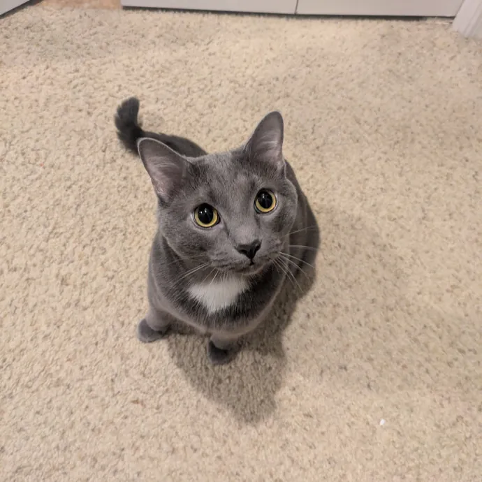 Meowdy