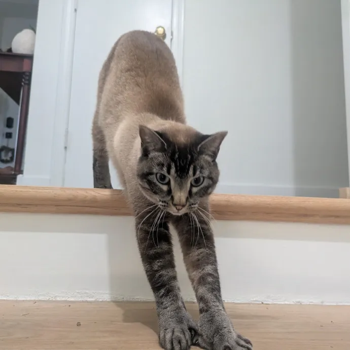 Meowdy