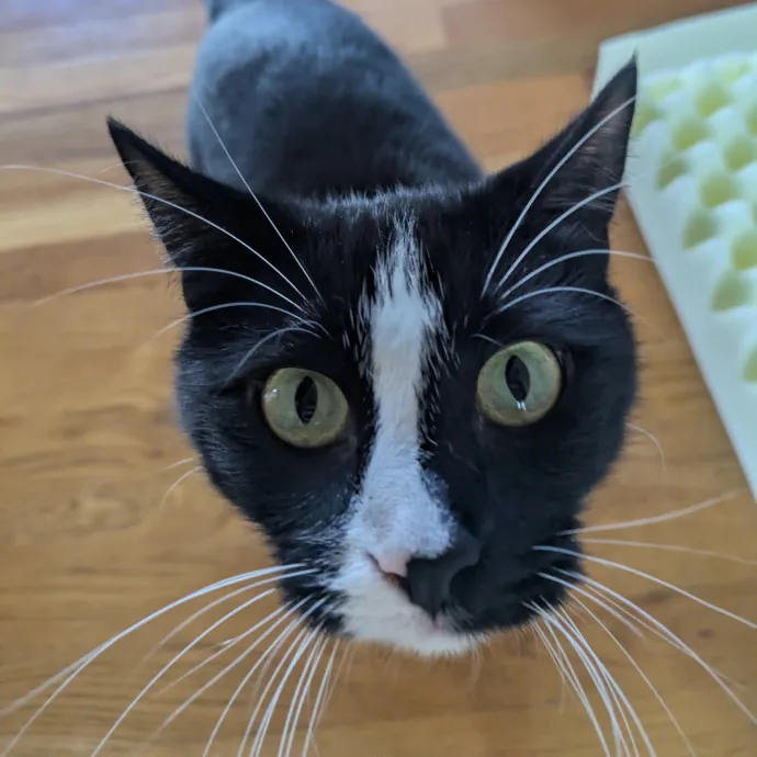 Meowdy