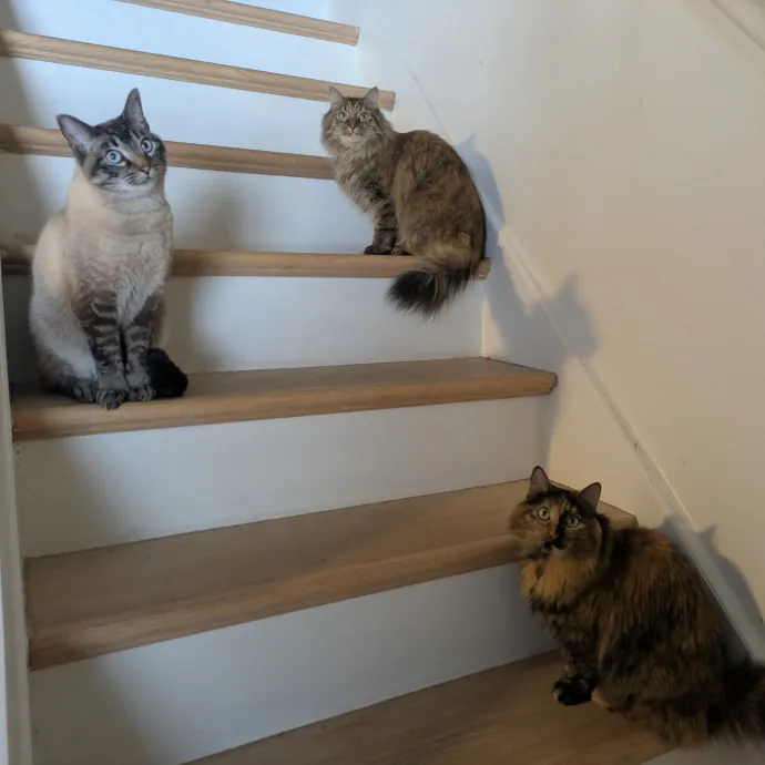 Meowdy