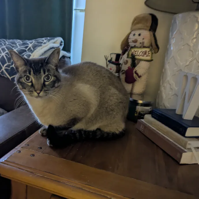 Meowdy
