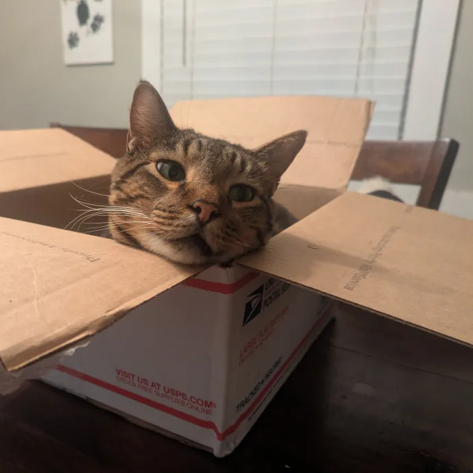 Meowdy