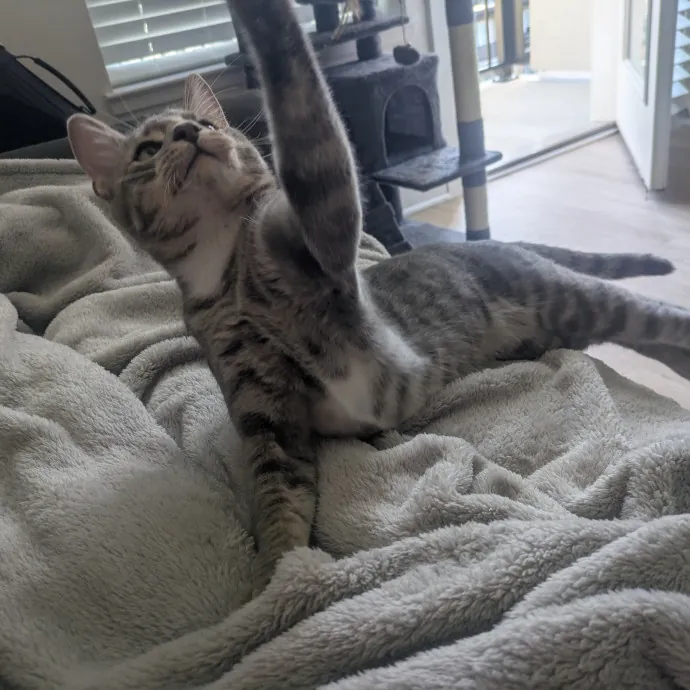 Meowdy