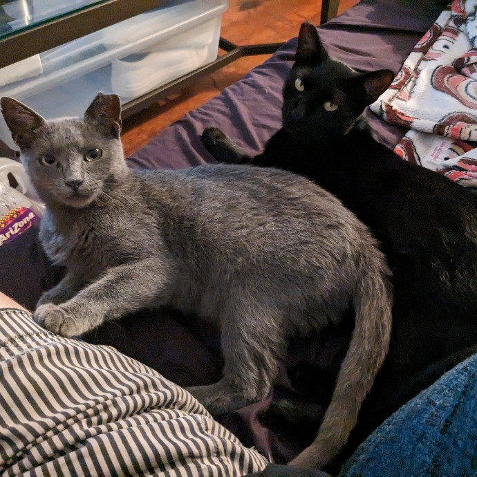 Leo Loves Your Cats