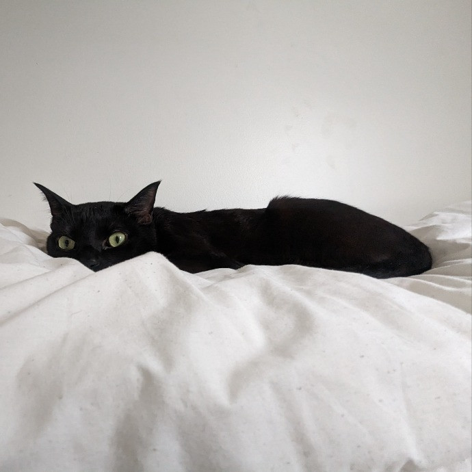 Leo Loves Your Cats photo 3