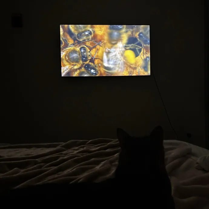 Tender Care For Feline Souls