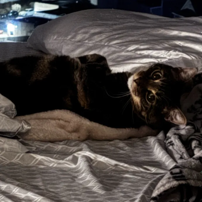 Tender Care For Feline Souls