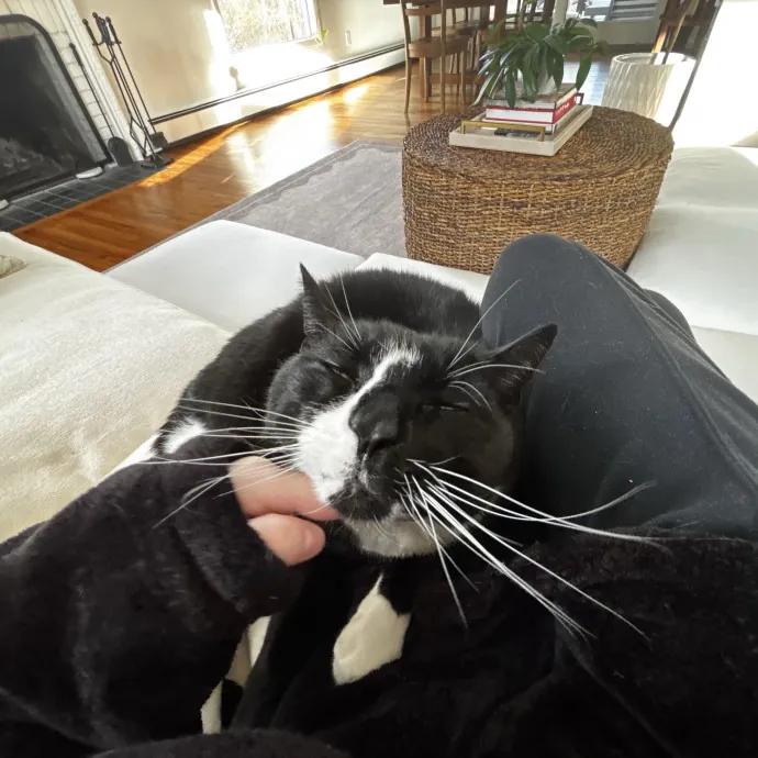 Tender Care For Feline Souls