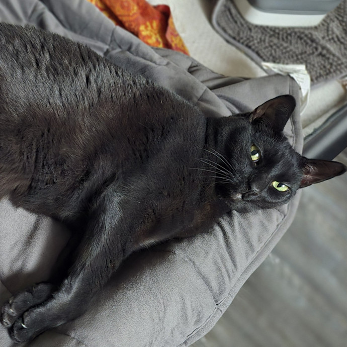 In Purrfect Harmony