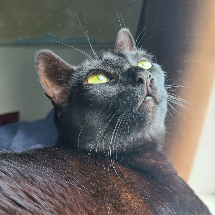 In Purrfect Harmony