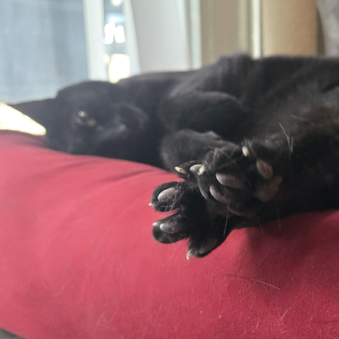 In Purrfect Harmony
