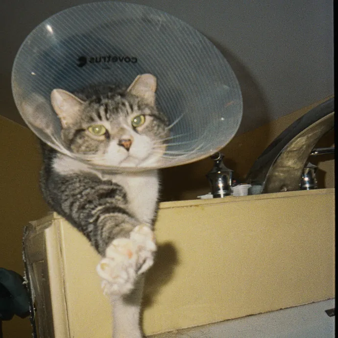 Dependable Cat Lady Available Now photo 4