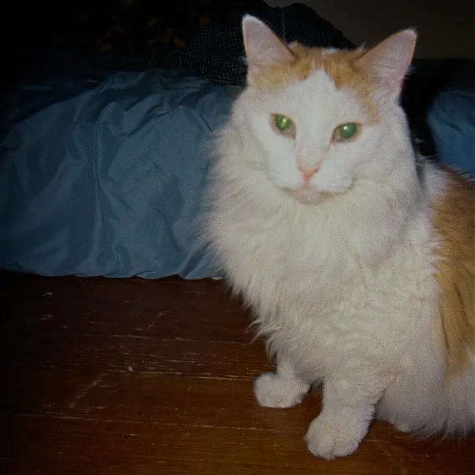 Dependable Cat Lady Available Now photo 2