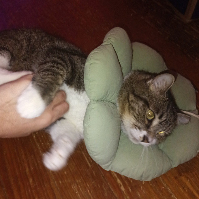 Dependable Cat Lady Available Now photo 3