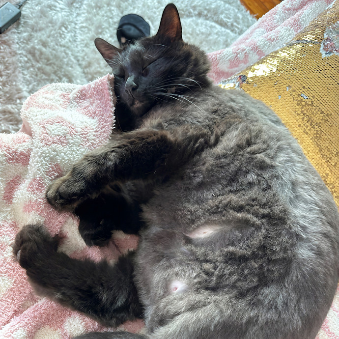 Maddy's Cat-Nip Kingdom