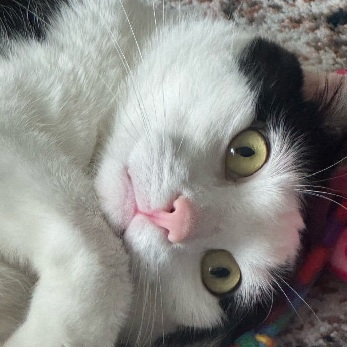Maddy's Cat-Nip Kingdom