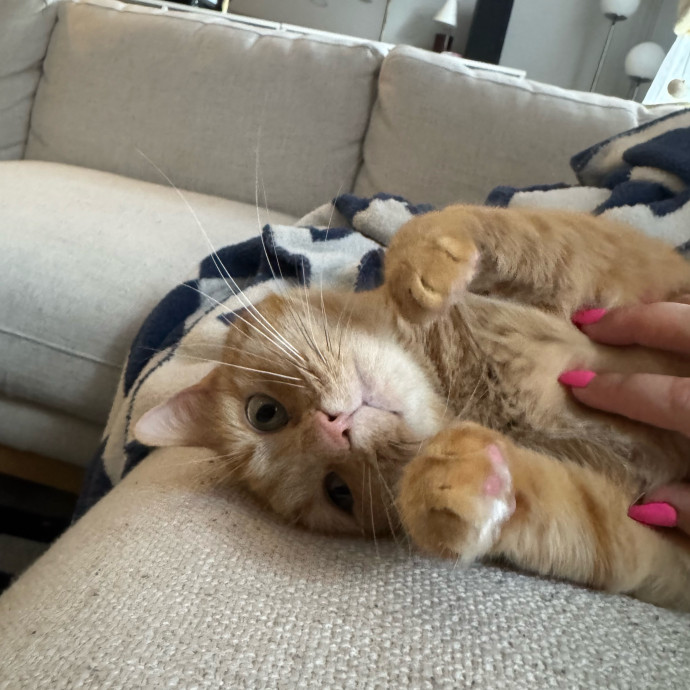 Maddy's Cat-Nip Kingdom