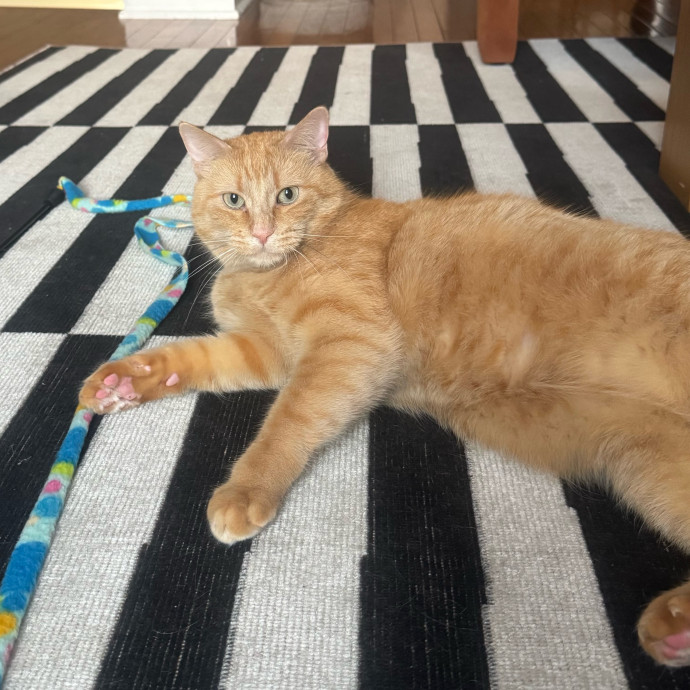 Maddy's Cat-Nip Kingdom