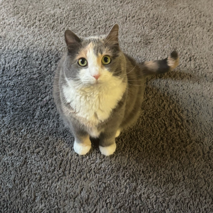 Maddy's Cat-Nip Kingdom