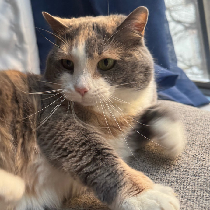 Maddy's Cat-Nip Kingdom