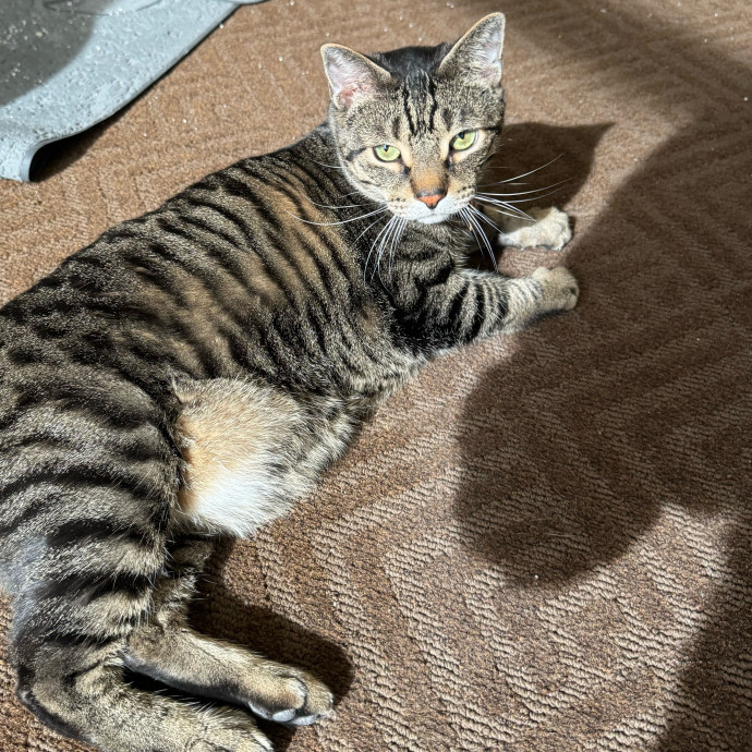 Maddy's Cat-Nip Kingdom