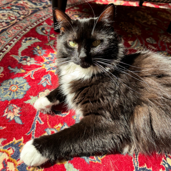 Maddy's Cat-Nip Kingdom