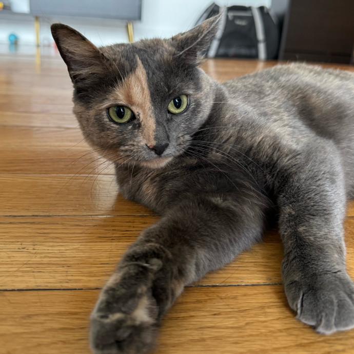 Maddy's Cat-Nip Kingdom